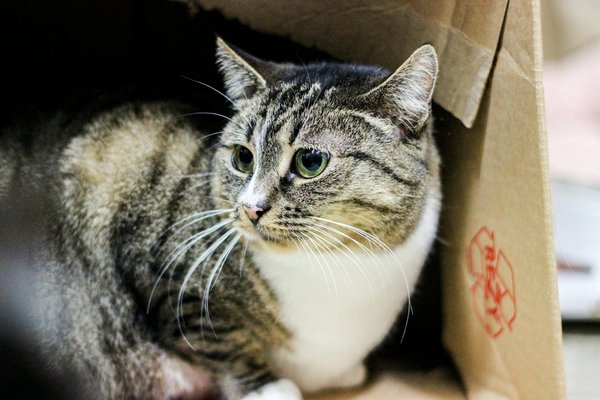 Innovative ansätze für eine optimale werkzeugorganisation in ihrer kleinen werkstatt!